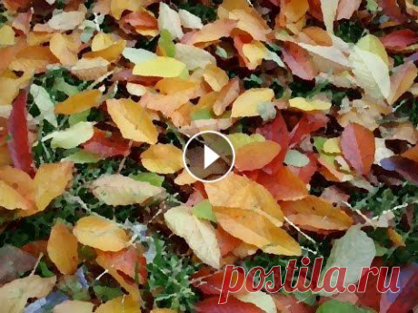 Поделки из листьев. Дизайнерские открытки из листьев своими руками! Поделюсь как можна сделать открытки с листьями своими руками. Как быстро высушить листья? Что сделать из листьев своими руками? Мгновенный гербарий! П...