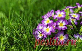 Цветы обои на рабочий стол - страница 7