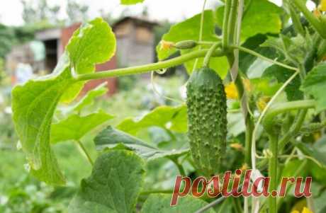 Вот почему у огурцов листья "куполом", скручиваются: 3 момента, что случилось с огурцом. И что сделать, чтобы огурец не зачах