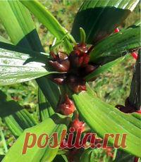 Размножение лилии бульбочками | ВО САДУ И В ОГОРОДЕ Размножение лилии бульбочками – несложный способ разведения нового сорта. Как собрать, когда и как посадить, простимулировать растение на образование бульбочек