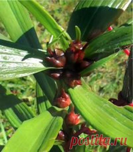 Размножение лилии бульбочками | ВО САДУ И В ОГОРОДЕ Размножение лилии бульбочками – несложный способ разведения нового сорта. Как собрать, когда и как посадить, простимулировать растение на образование бульбочек