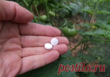 Поливаю томаты и перцы аспирином от болезней и для увеличения урожая: результат потрясающий |... Огурчики и помидорчики нуждаются не только в подкормках, но и защите от болезней. Понятное дело, что на своем участке использовать обработку химикатами не хочется. Но есть одно замечательное...