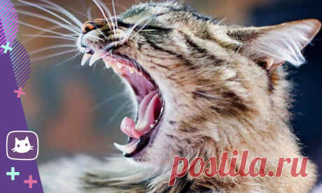 🐱Секреты кошачьих зубов, о которых должен знать владелец | Нос, хвост, лапы | Яндекс Дзен