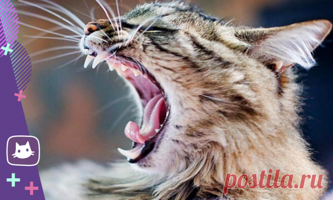 🐱Секреты кошачьих зубов, о которых должен знать владелец | Нос, хвост, лапы | Яндекс Дзен