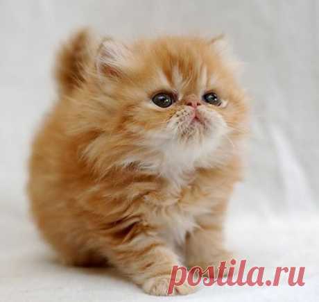 Мой Мир@Mail.Ru