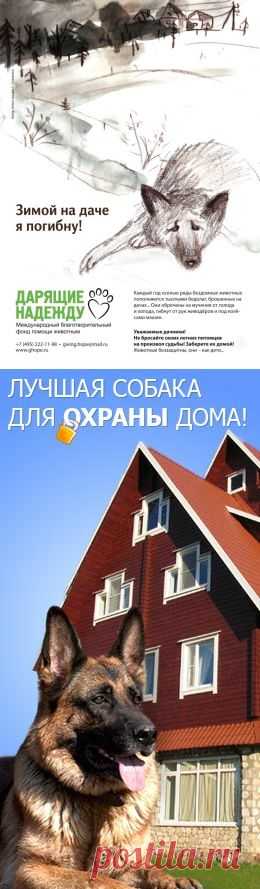 Техника кормления щенков Немецкой Овчарки — Сайт кинологов и любителей породы Немецкая Овчарка   ДНЕВНОЙ РАЦИОН ЩЕНКА В ГРАММАХ И ККАЛ.