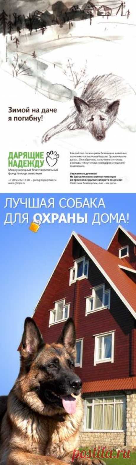Техника кормления щенков Немецкой Овчарки — Сайт кинологов и любителей породы Немецкая Овчарка   ДНЕВНОЙ РАЦИОН ЩЕНКА В ГРАММАХ И ККАЛ.