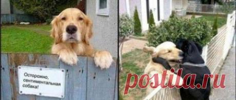 Прикольные картинки для поднятия настроения | 5минутка