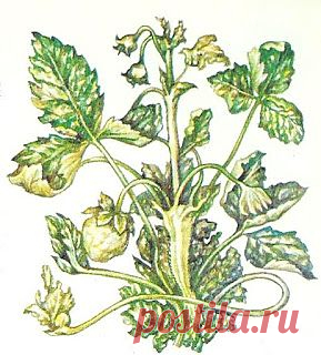 Вкусная клубника: Земляничная нематода

По имеющимся данным, стеблевая нематода, кроме земляники, повреждает более 400 видов растений. Это белые прозрачные черви микроскопических размеров, обитающие внутри листьев, почек, цветоносов, усов. В местах скопления паразитов образуются сильные вздутия. Ткани листьев, листовых черешков, цветоносов, усов становятся рыхлыми. Поврежденные листья стягиваются по жилкам, приобретают слегка фиолетовый оттенок. При сильном повреждении растения не образуют усо