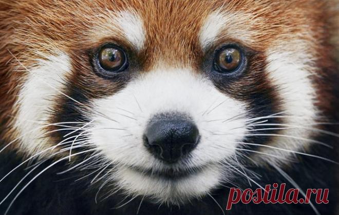 Фотограф 2 года фотографировал животных, которые вскоре могут исчезнуть