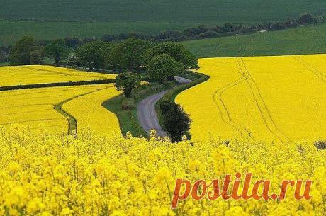 Рапсовые поля. Англия