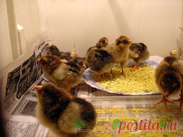 Чем кормить цыплят в первые дни: фото и видео обзор