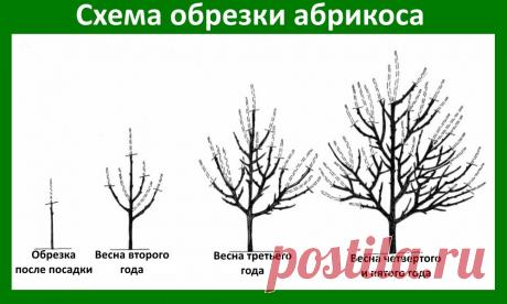 Как укрыть абрикос на зиму: правильная подготовка молодых саженцев к морозам, утепеление в разных регионах страны
