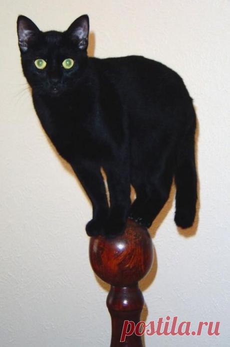 Cat Balancing on Bedpost