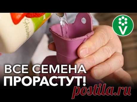 СЕМЕНА ВСХОДЯТ ВДВОЙНЕ БЫСТРЕЕ И ЛУЧШЕ! Простые способы ускорения прорастания семян без всякой химии