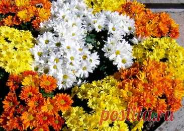 Многолетний садовый цветок Хризантема (Chrysanthemum). Многолетнее травянистое корневищное растение с густо облиственными деревенеющими стеблями высотой 25-100 см. Листья серо-зеленые, сидячие. Соцветия-корзинки диаметром 5-10 см, простые, полумахровые или махровые, разнообразных окрасок. Цветет с августа по ноябрь.
