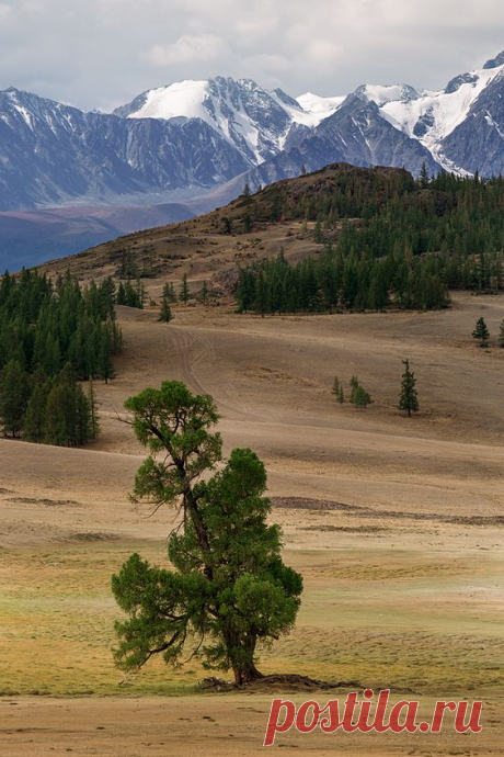 Trees and mountains by Alexander Nerozya (remote Altay or Altai, Russia)   |   Pinterest • Всемирный каталог идей
