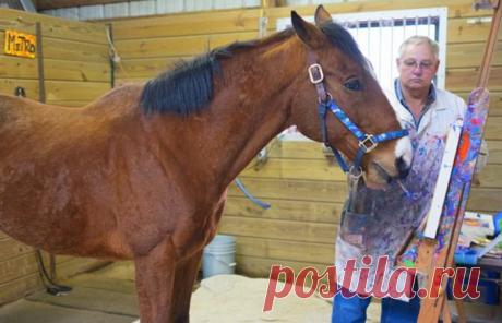 Конь Метро научился рисовать и заработал на свое лечение | Чёрт побери Судьбы большинства скаковых лошадей трагичны: животные работают до изнеможения, часто получают травмы, а после – отправляются доживать свой век на частные фермы. Такова история Метро Метеора, скакуна, на счету которого многочисленные победы и призы на скачках. Из-за травмы коленных суставов он закончил скаковую карьеру. Казалось, судьба улыбнулась Метро, он нашел новых любящих хозяев, но вскоре они узна...
