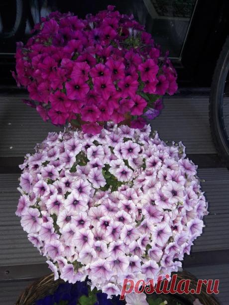 Школа цветоводства и садоводства