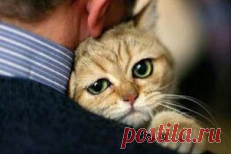 Транспортировка больной или травмированной кошки | Кошки, Коты и Котята - Мышек НЕТ!