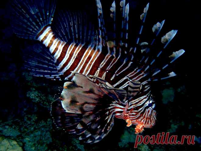 P4052262 Rotfeuerfisch, Pterois miles, Mangrove Bay ( Ägypten )