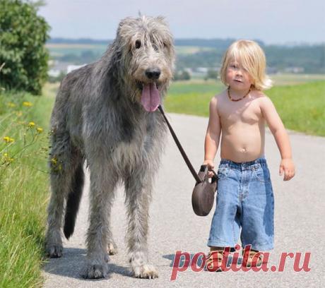 Дети и их четвероногие няньки