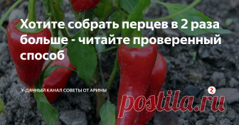 Хотите собрать перцев в 2 раза больше - читайте проверенный способ О том, как правильно применять подкормку нашатырным спиртом вы сможете узнать из данной публикации.
До прошлого года выращивать перцы у меня получалось с большим трудом, то они болели, то плоды завязывались плохо. Вот я и обратилась к одной из соседок по садоводству, у которой урожай перцев - всегда был великолепный. Она то, мне и рассказала о своей чудо подкормке. Смею заверить, что я опробовала