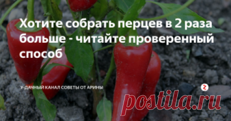 Хотите собрать перцев в 2 раза больше - читайте проверенный способ О том, как правильно применять подкормку нашатырным спиртом вы сможете узнать из данной публикации.
До прошлого года выращивать перцы у меня получалось с большим трудом, то они болели, то плоды завязывались плохо. Вот я и обратилась к одной из соседок по садоводству, у которой урожай перцев - всегда был великолепный. Она то, мне и рассказала о своей чудо подкормке. Смею заверить, что я опробовала