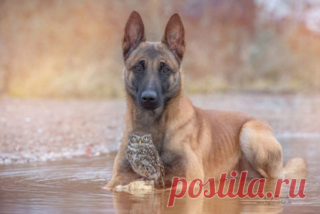 10 photos of a dog and an owl. Amazing friendship! | Shining world