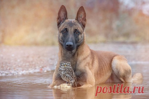 10 photos of a dog and an owl. Amazing friendship! | Shining world