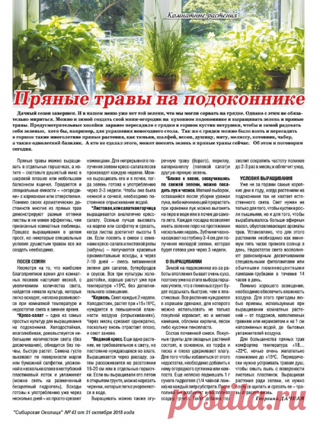 Пряные травы на подоконнике