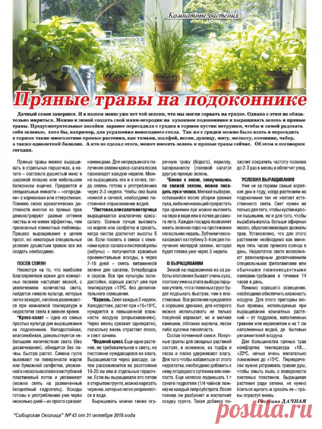 Пряные травы на подоконнике