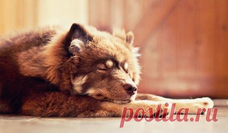 «Как-то ко мне во двор зашёл старый усталый пёс. Судя по ошейнику и откормленному пузу, у него был дом и о нём хорошо заботились. Пёс спокойно приблизился ко мне, и я потрепал его по загривку. Он засеменил за мной и вошёл в дом. Медленно пересёк прихожую, свернулся калачиком в углу гостиной и уснул. Через час он встал и подошёл к двери. Я выпустил его. На следующий день он опять был у меня во дворе, «поздоровался» со мной, снова зашёл в дом, занял тот же угол в гостиной и опять спал около…