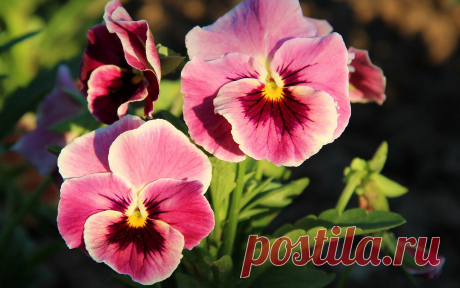 Результат поиска Google для https://otvetin.ru/uploads/posts/2010-03/1269599489_glazki.jpg