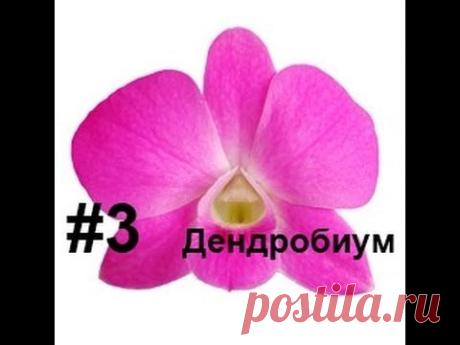 Дендробиум из фоамирана Флористика Ошибки ручной работы МыловароФФ - YouTube