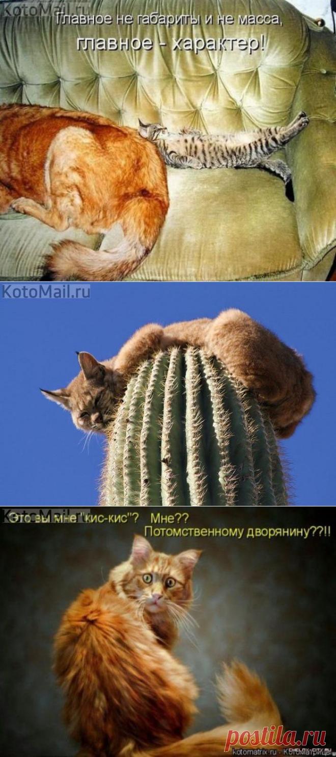 Главное-ХАРАКТЕР!!! | KotoMail.ru