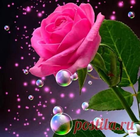 (34) 💋💋💋 LOVELY ROSE 💋💋💋