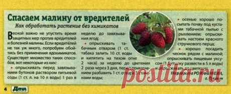 Спасаем малину от вредителей