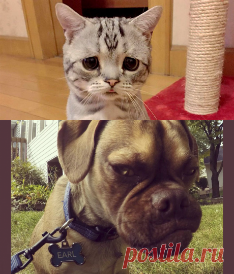 Лицо попроще / Моя Планета