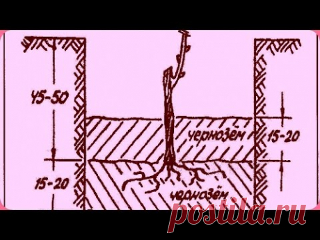 Виноград.Посадка винограда.Технология ч. 3я. - YouTube