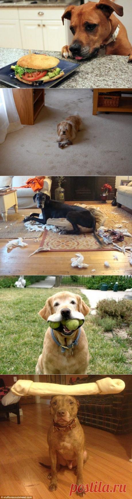 21 способ, которыми собаки могут показать, что любят своего хозяина больше всего на свете