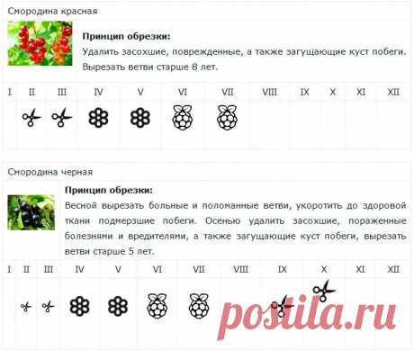 Календарь обрезки ягодных кустарников