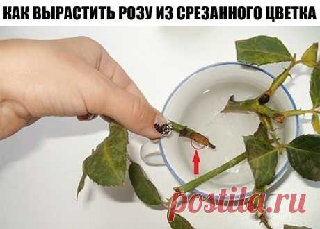 СОВЕТ: При жарке печень нужно солить в конце процесса приготовления, тогда она останется мягкой. | OK.RU