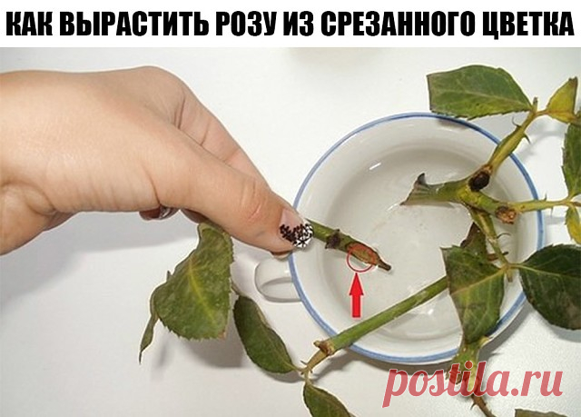 СОВЕТ: При жарке печень нужно солить в конце процесса приготовления, тогда она останется мягкой. | OK.RU