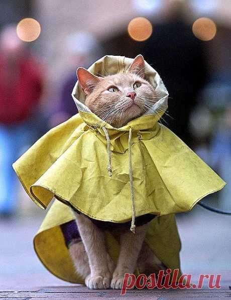 Kitty Coat | Flickr - Photo Sharing!
