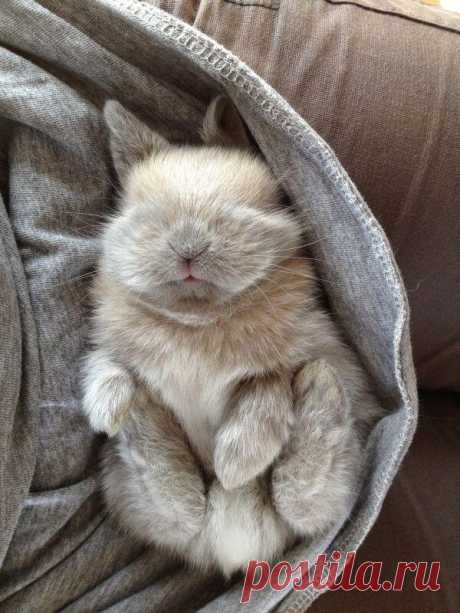 Cute Emergency в Твиттере: «Bunny fell asleep in a hood. https://t.co/s0UQItjYEt»