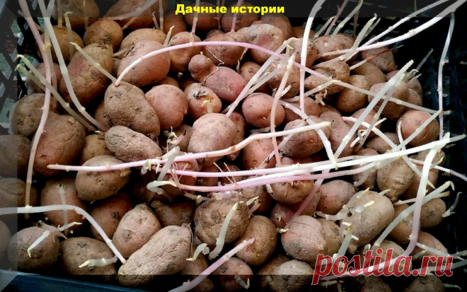 Практически из мусора делаем необычный стимулятор роста, с которым растения растет прямо на глазах | Дачные истории | Яндекс Дзен