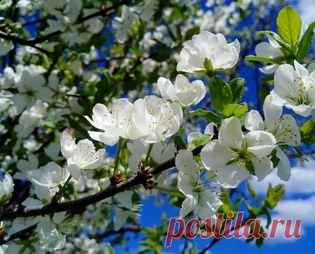 Прояснилось небо, потеплело. Отгремел последний ледоход. Юный месяц май в цветенье белом По земле оттаявшей идет. Зеленеют первые пригорки, Первый гром грохочет, как салют. И концерты первые на зорьке Соловьи несмелые дают… ✨ Юлия Друнина