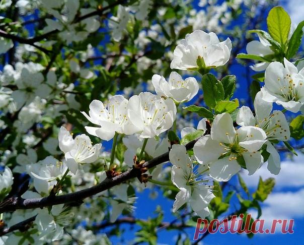 Прояснилось небо, потеплело. Отгремел последний ледоход. Юный месяц май в цветенье белом По земле оттаявшей идет. Зеленеют первые пригорки, Первый гром грохочет, как салют. И концерты первые на зорьке Соловьи несмелые дают… ✨ Юлия Друнина