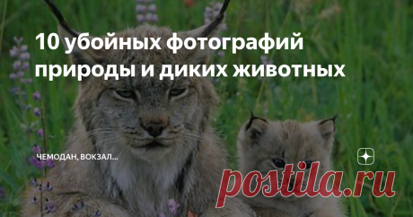 10 убойных фотографий природы и диких животных Подборка из 10 самых лучших фотографий природы и диких животных, способных превзойти ваши ожидания! Вы полагаете, что мы слишком самоуверенны, утверждая, что нашли для вас что-то абсолютно новое и действительно уникальное? Тогда предлагаем вам принять наш вызов и убедиться в этом лично! Подписывайтесь на наш канал и каждый день испытывайте только самые яркие эмоции с потрясающими снимками и интересными познавательными коммента...